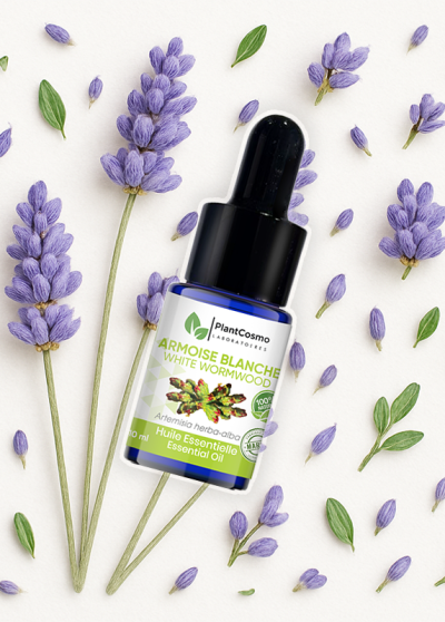 White Mugwort essential oil